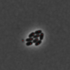 Image Input
